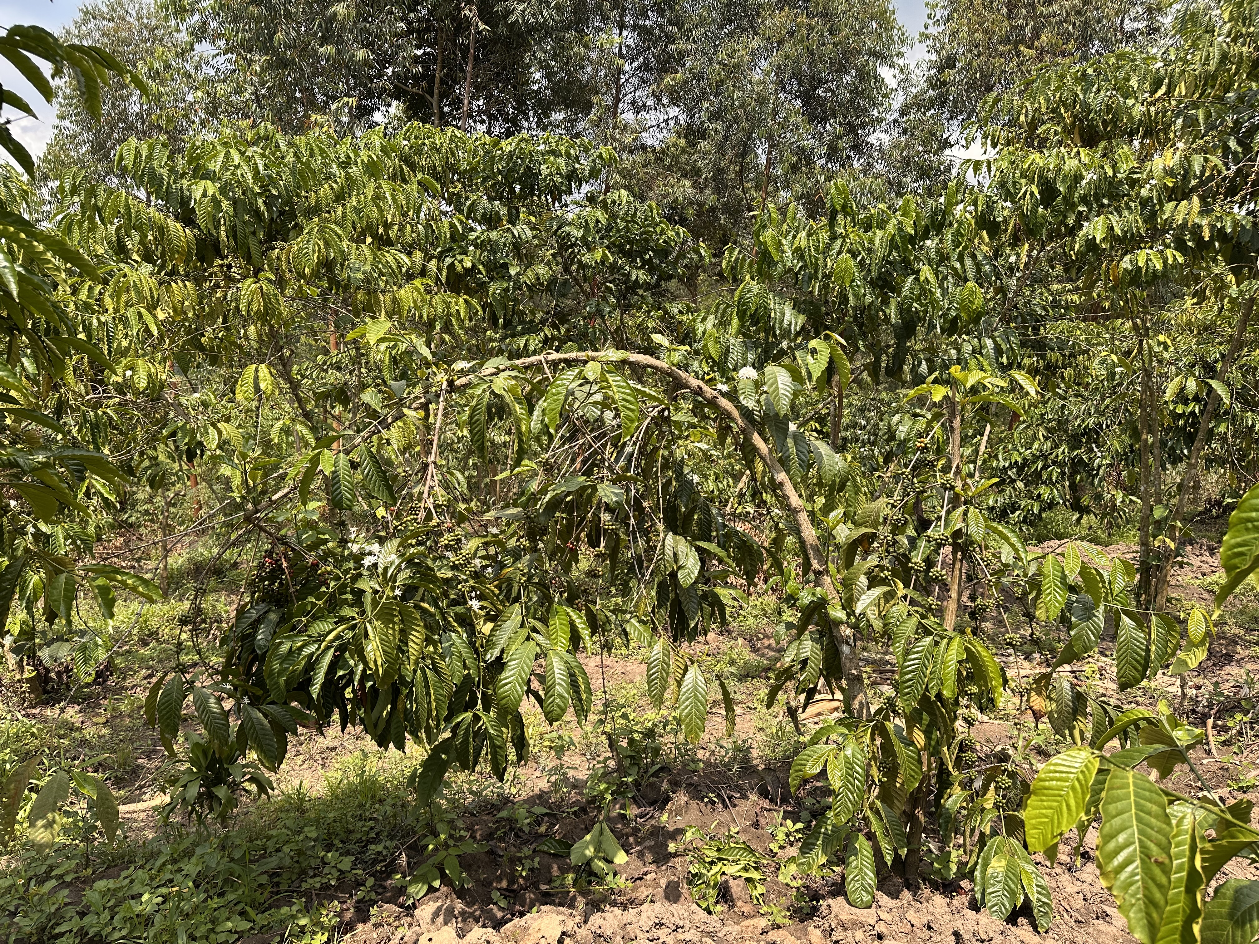 Naychur Eco Gardens Landscape